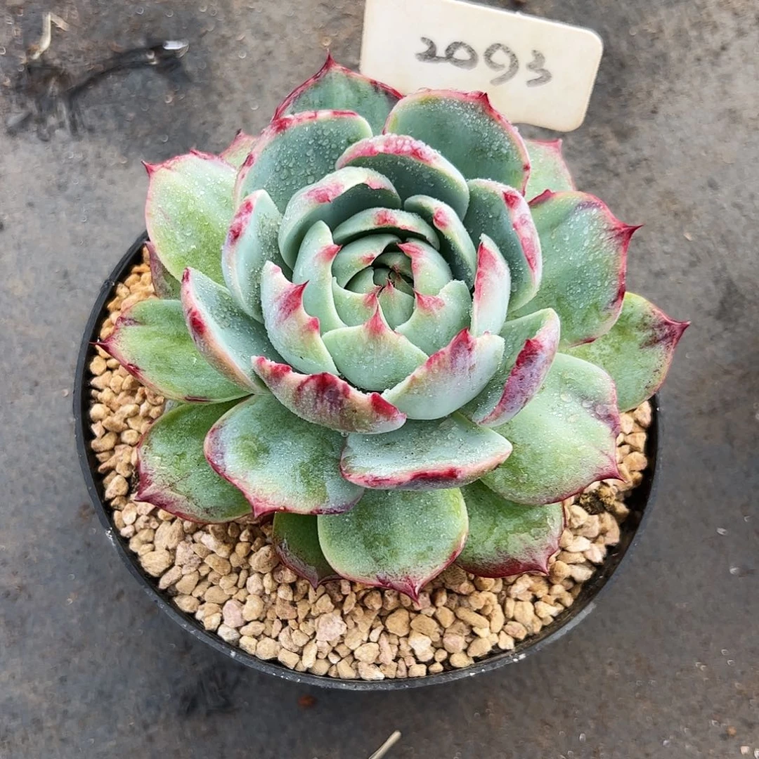 一***世惊鸿仙子一物一拍2093号