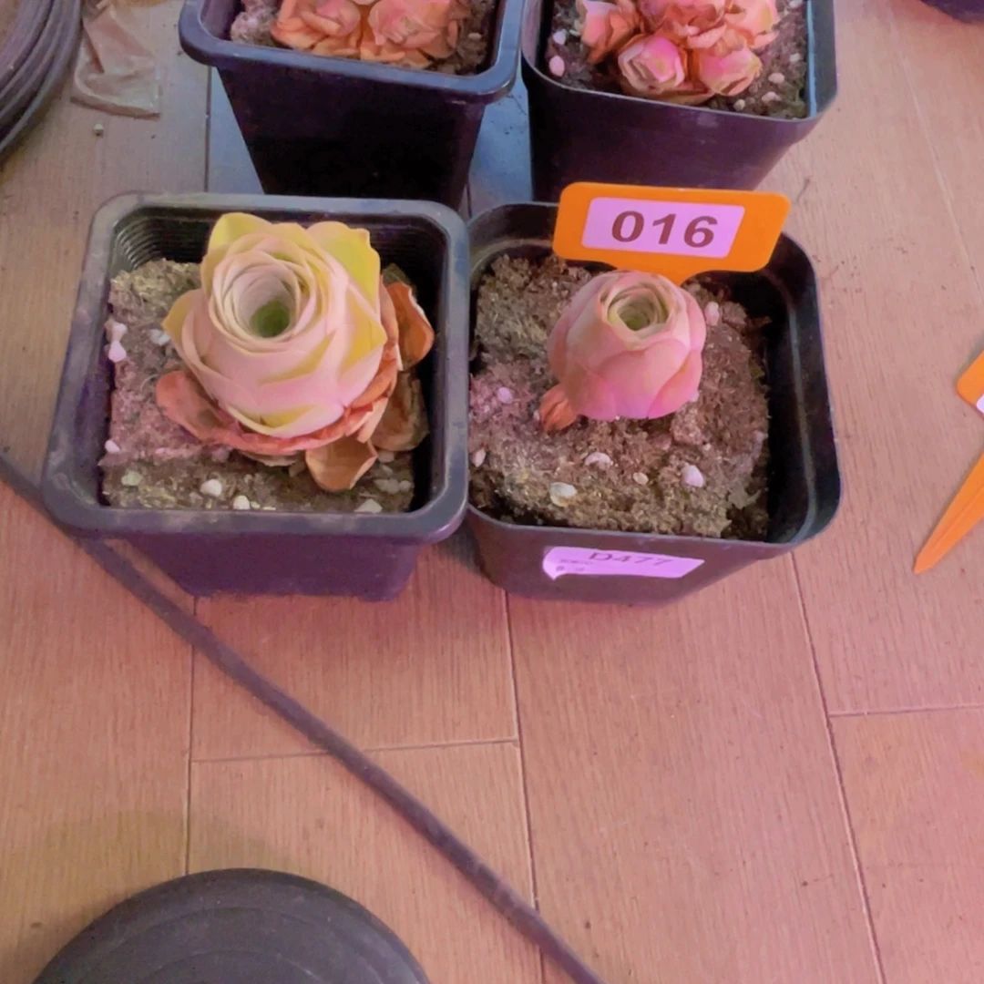 开***心单品一物一拍016号