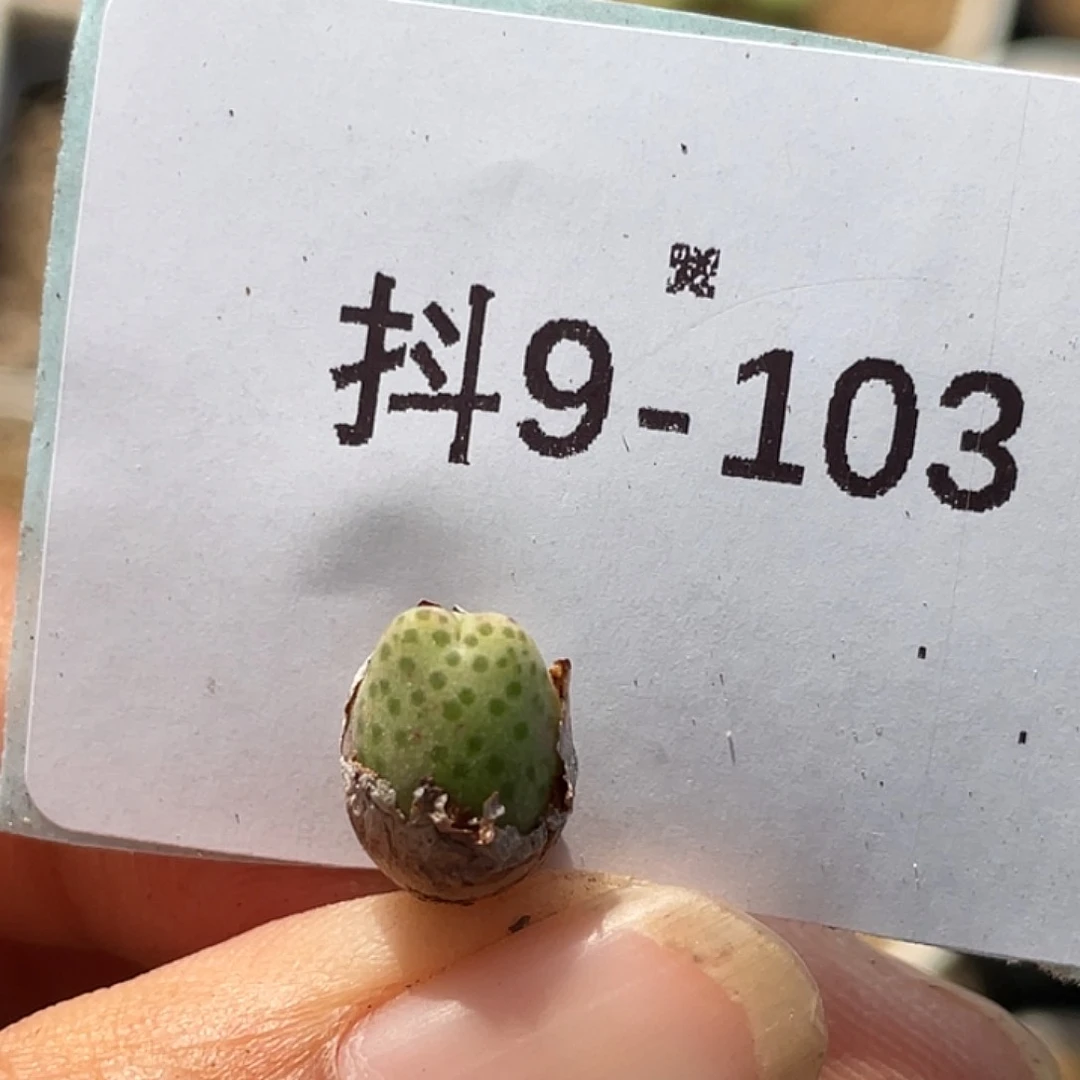 9-103斑马955d多肉植物