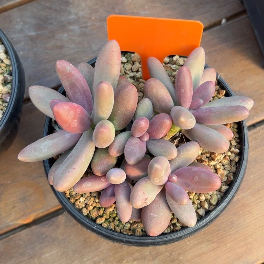 糖果美人11111111111