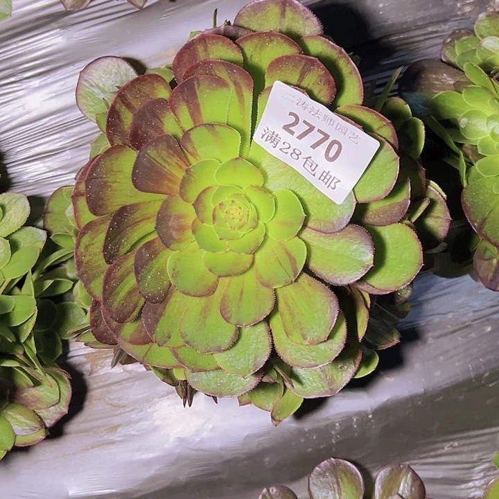 2770花月夜多肉植物2号