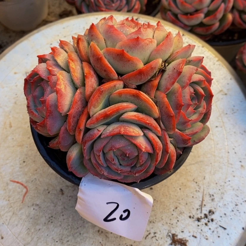 【闪购商品】静**在多肉植物