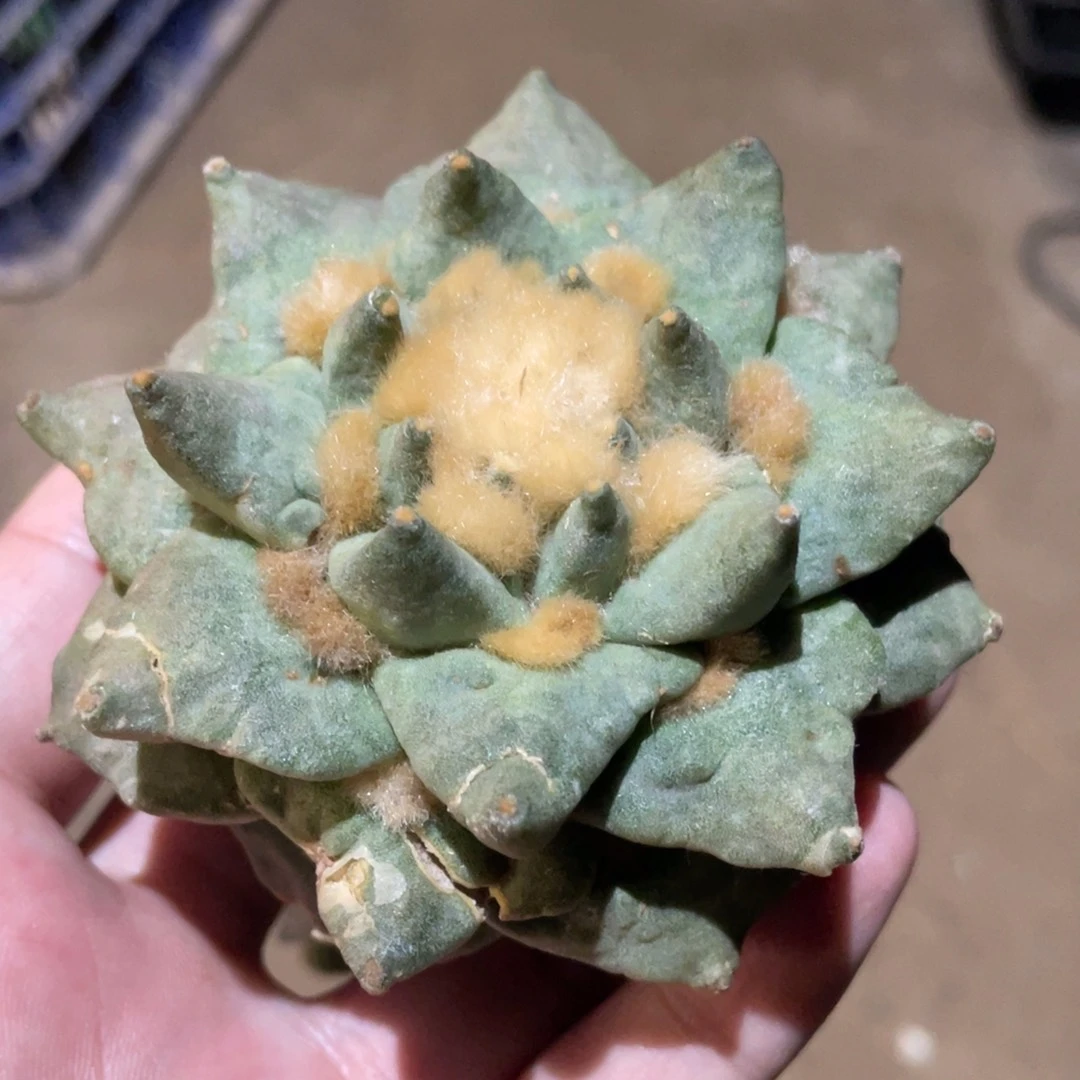 岩牡丹怒杂904 仙人球