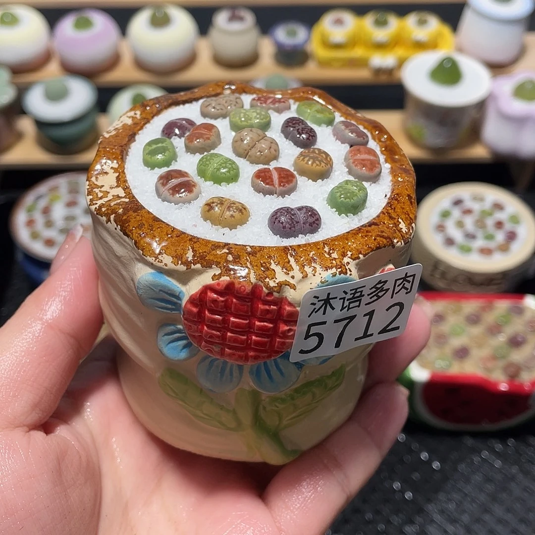 带盆土植物 一物一拍5712