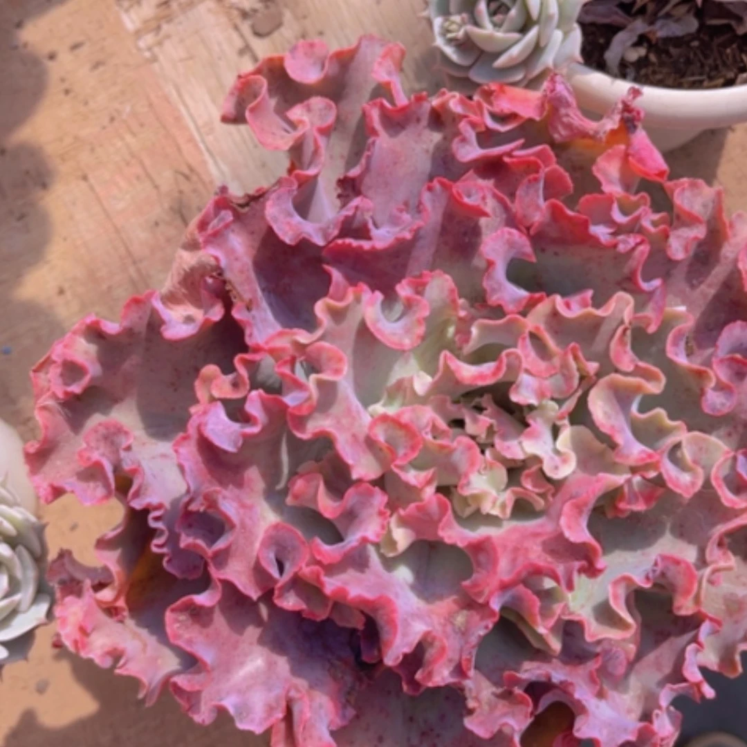 【闪购商品】高砂0663