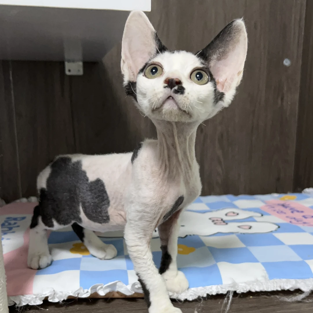 黑白梵花德文妹妹，两针疫苗