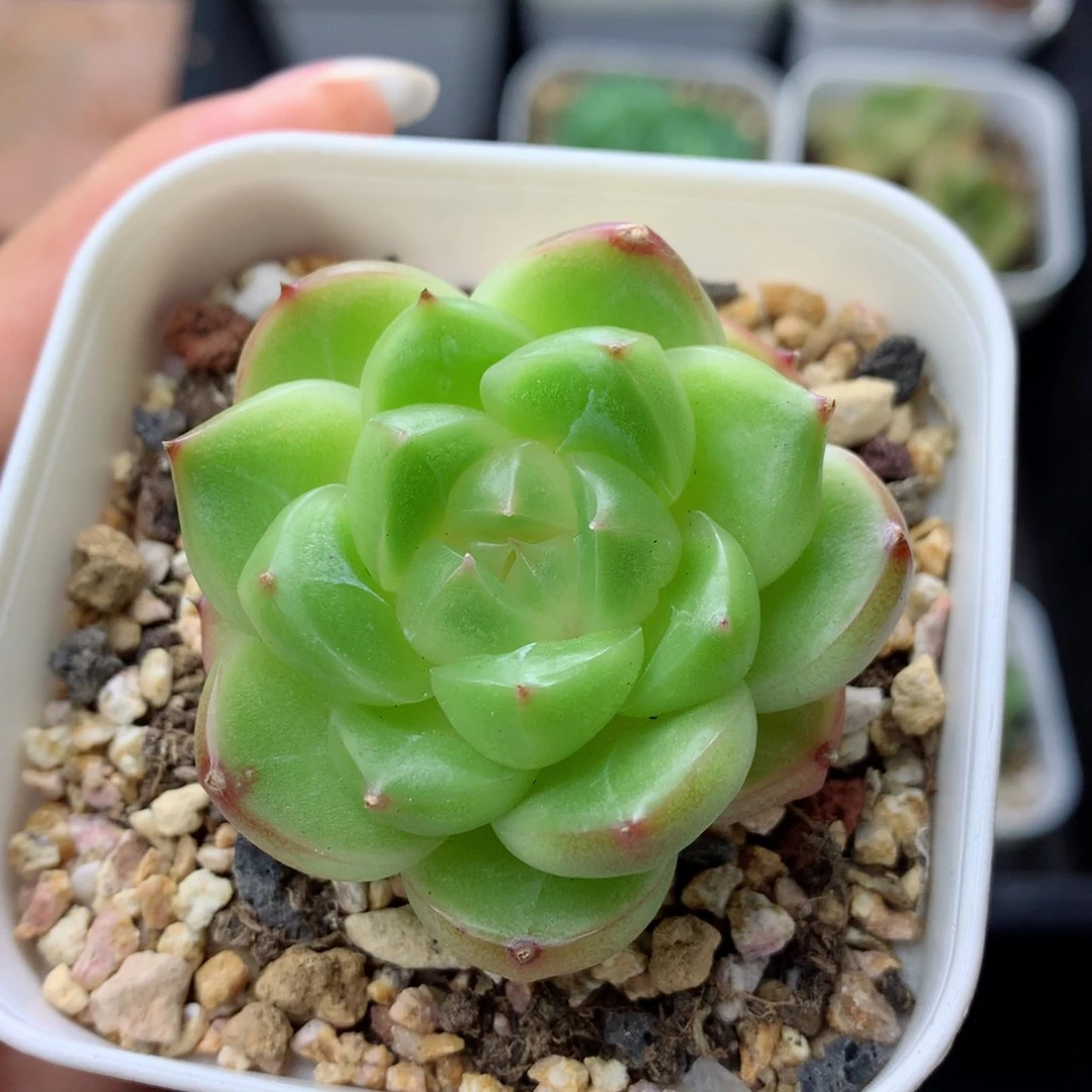 58包邮  群生不包整 2