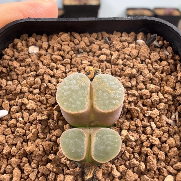 园艺雪花磁铁 带盆发