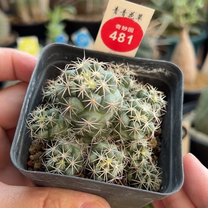 实生顶花群一棵仙人球