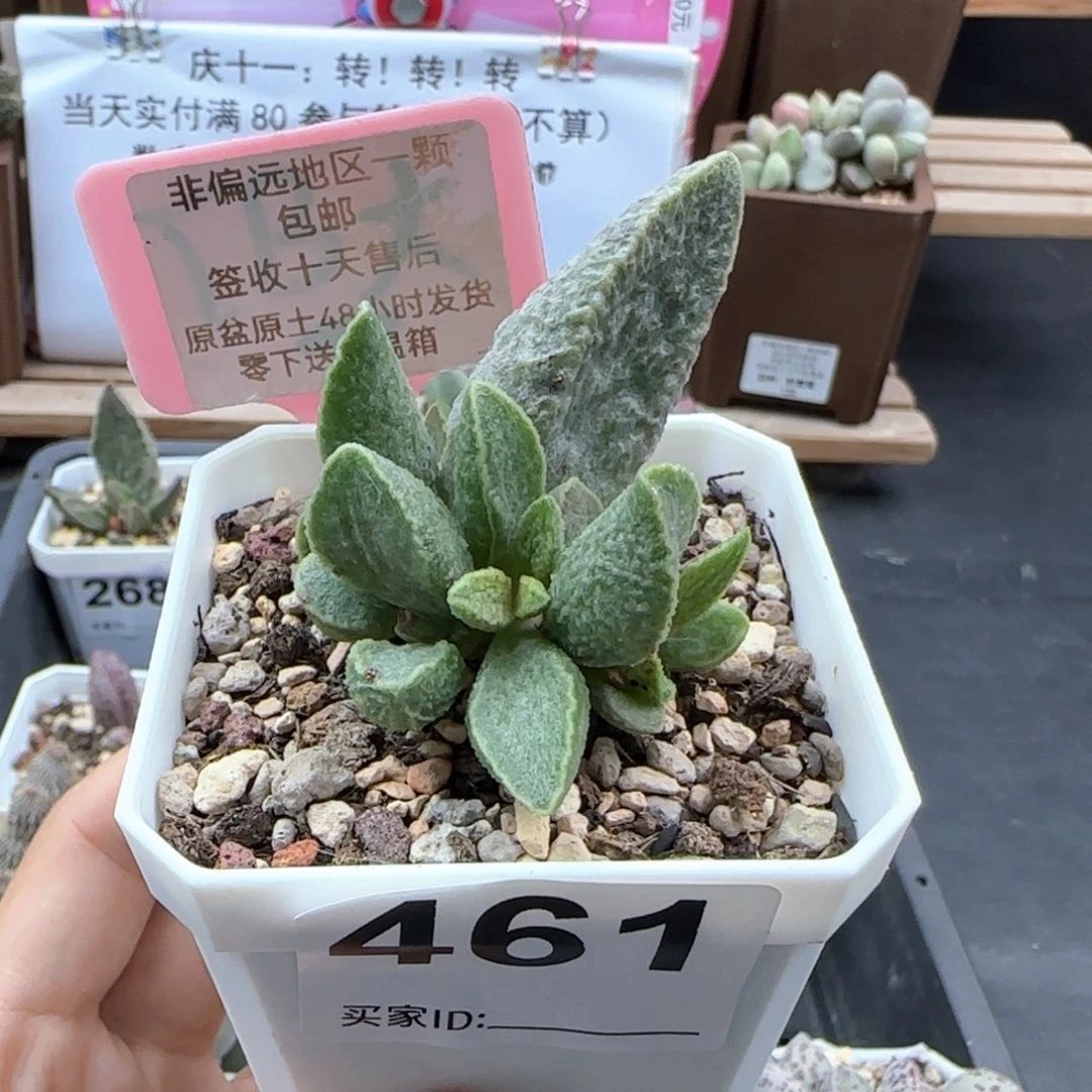 461抹茶多肉植物