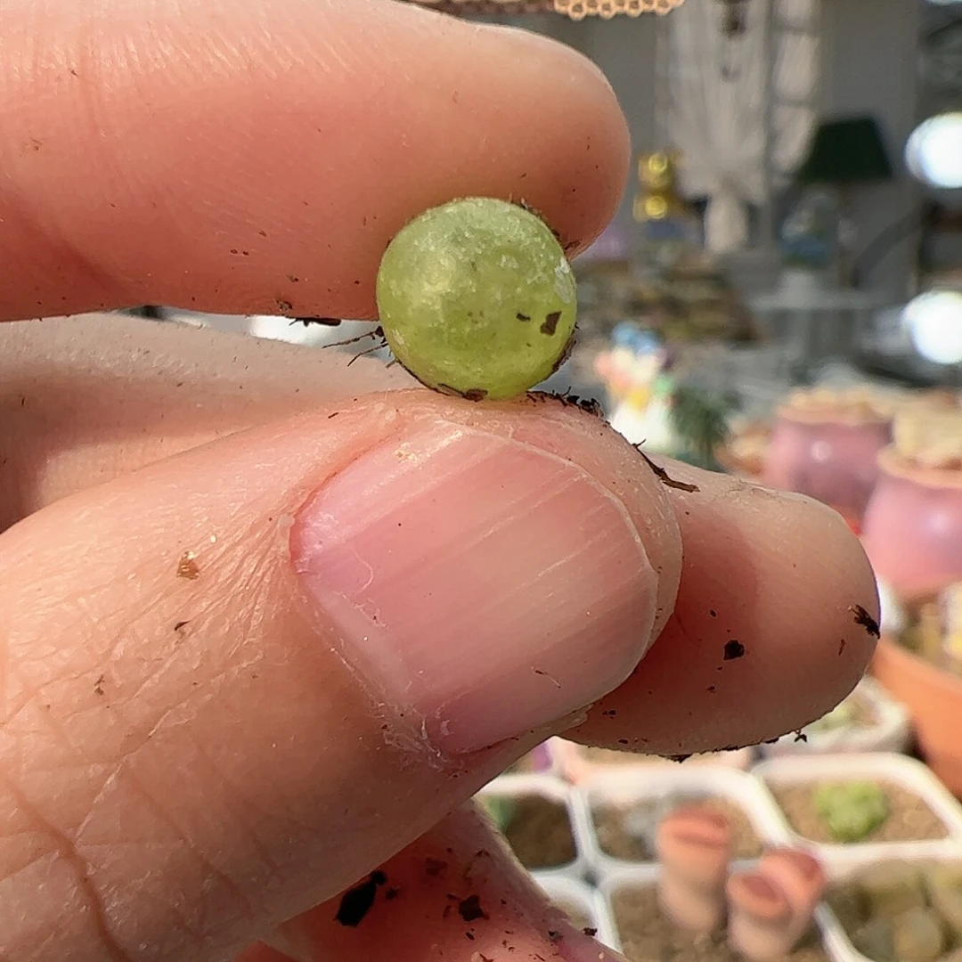 【闪购商品】112 大葫芦