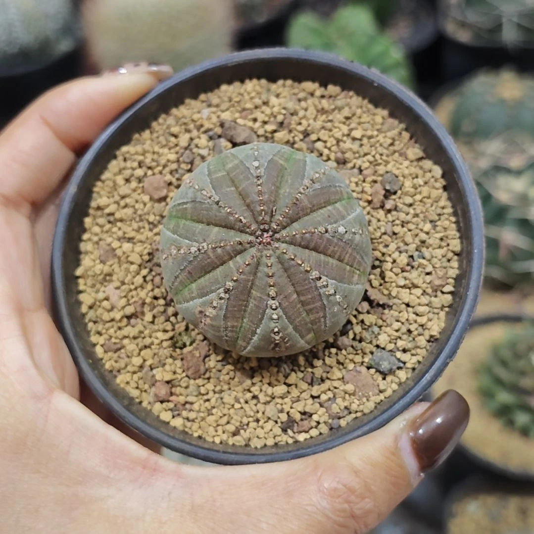 崭***命美纹布纹球自根4公分