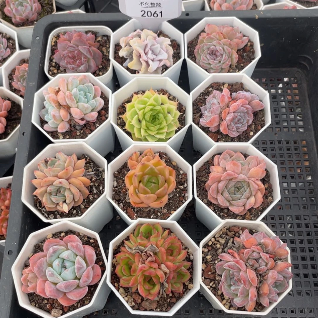 不包整散 盆子不售后2061