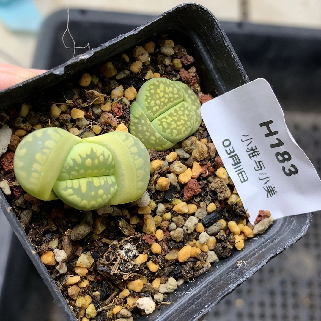 H183多肉植物保护