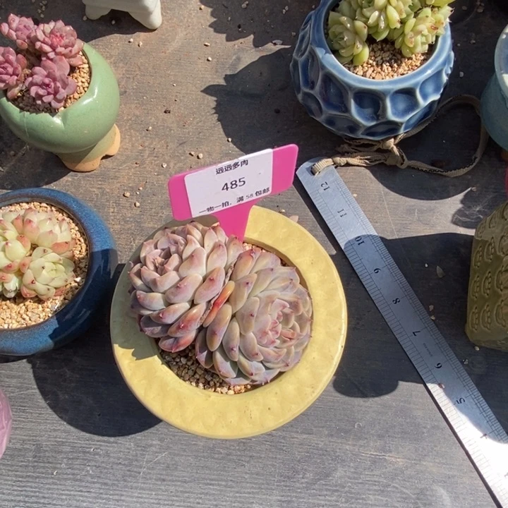 485双头肉肉肉肉肉肉肉