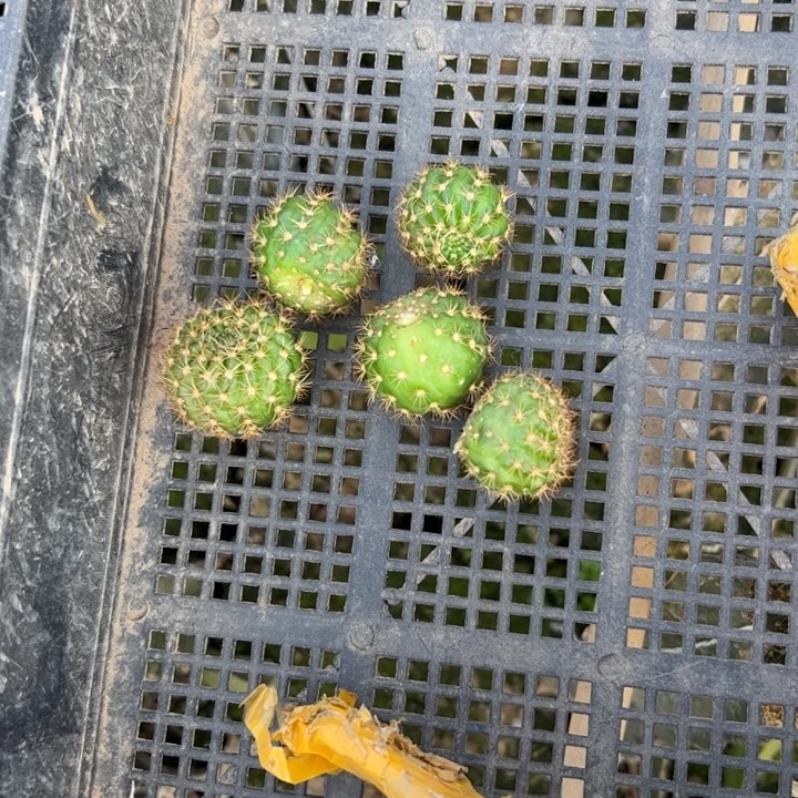 56丽花美花100歪无根侧芽2一3公分左右20包邮