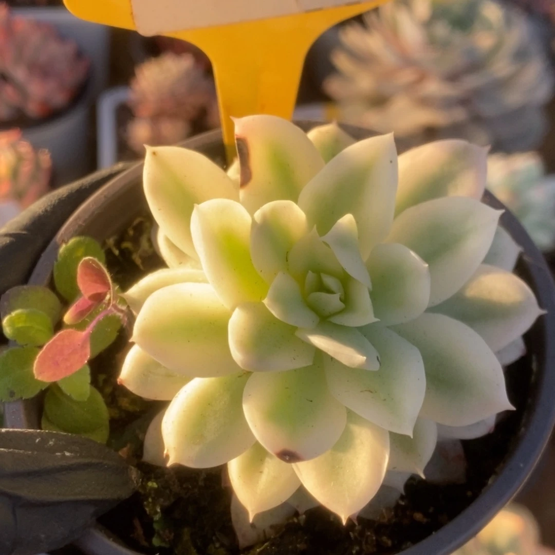 205火焰杯锦锦锦锦锦锦