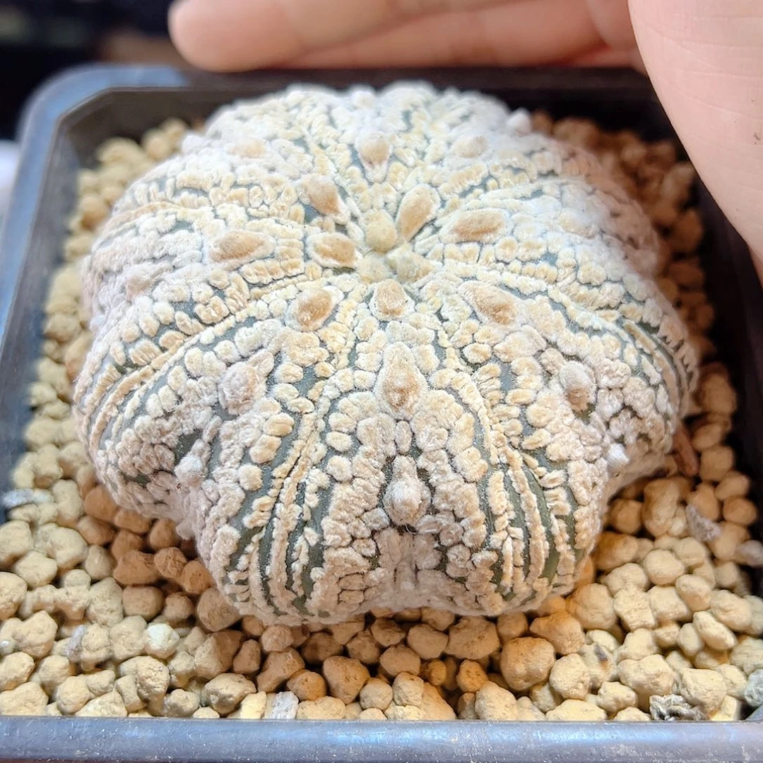 晚41号自根海星兜8.2公分