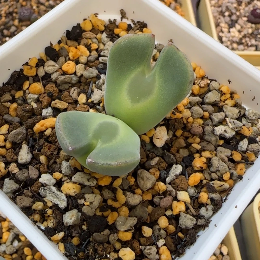 大眼睛双头多肉植物一颗