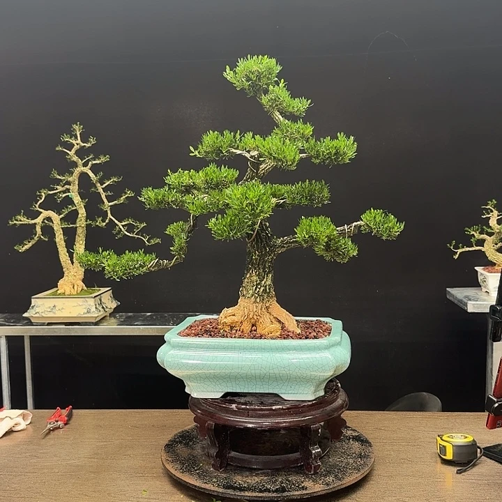 无花朵广东皱皮雀黄杨