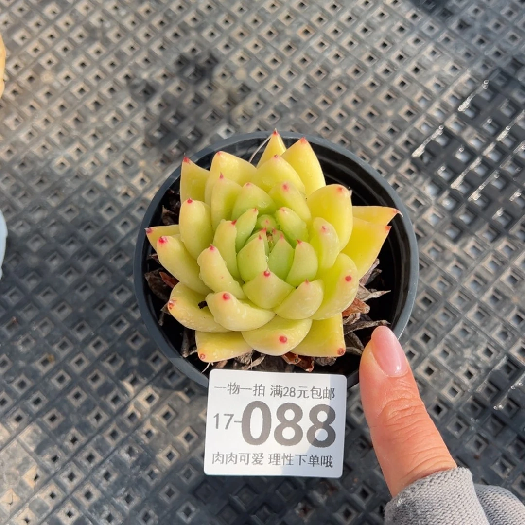 黄金玛利亚单头多肉