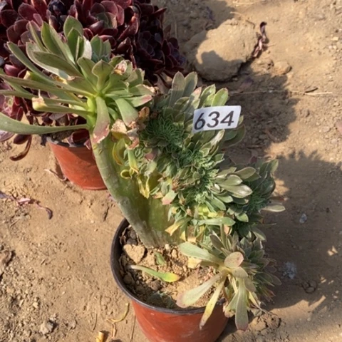 原始绿缀一物一拍