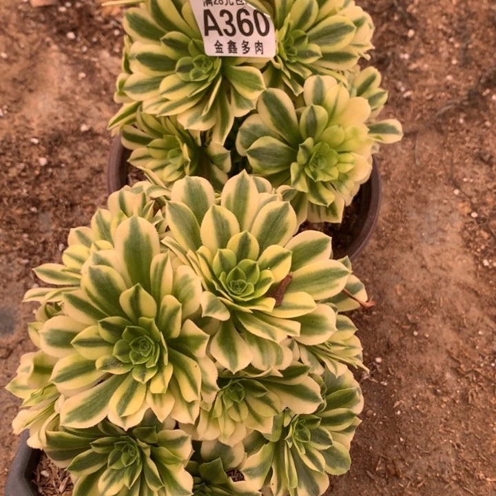 健**生360多肉植物一物一拍