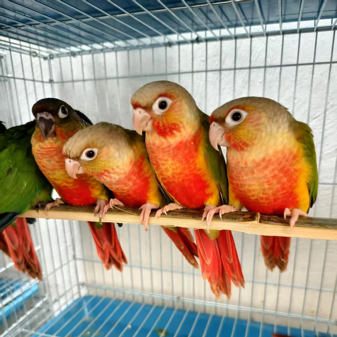 手养鹦鹉活体雏鸟一物一拍