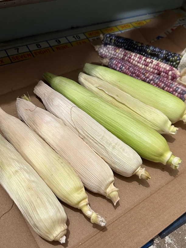 文玩玉米（20专拍）湿料子不退不换