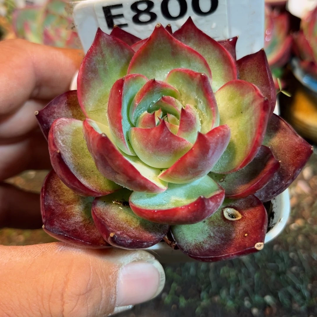 惊鸿一瞥800号多肉