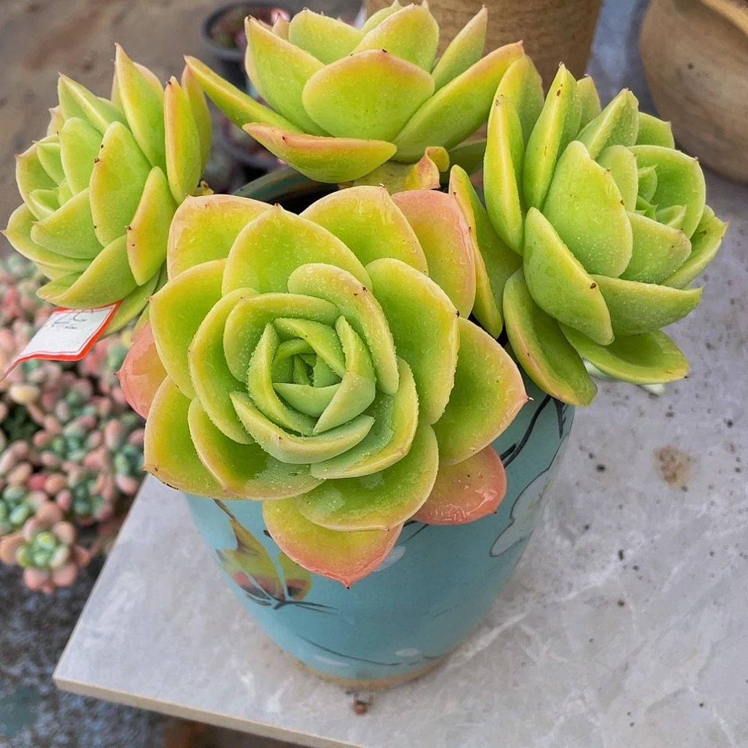 辛纳塔多肉植物群3970