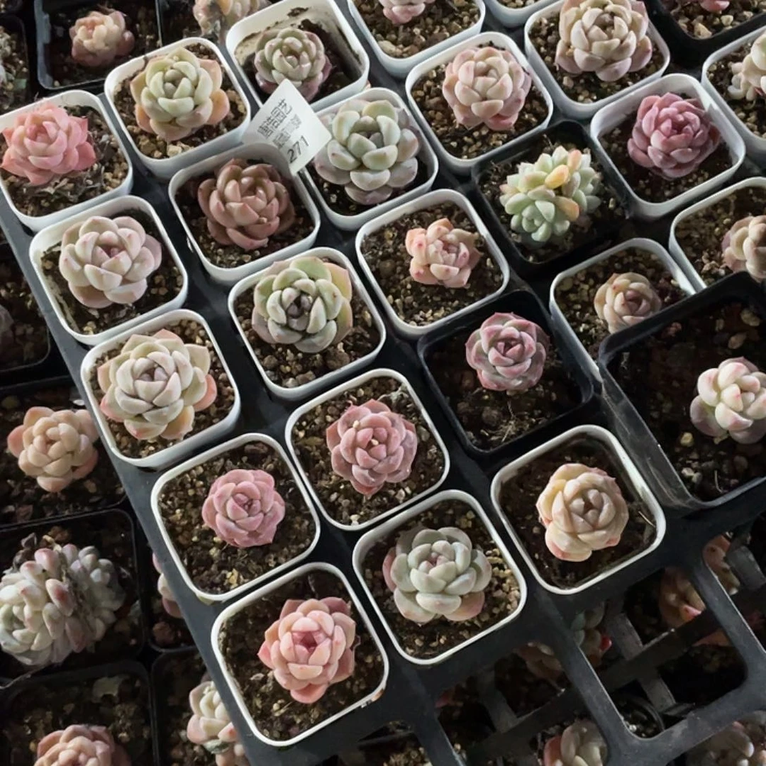 星*糖心混一物一拍271