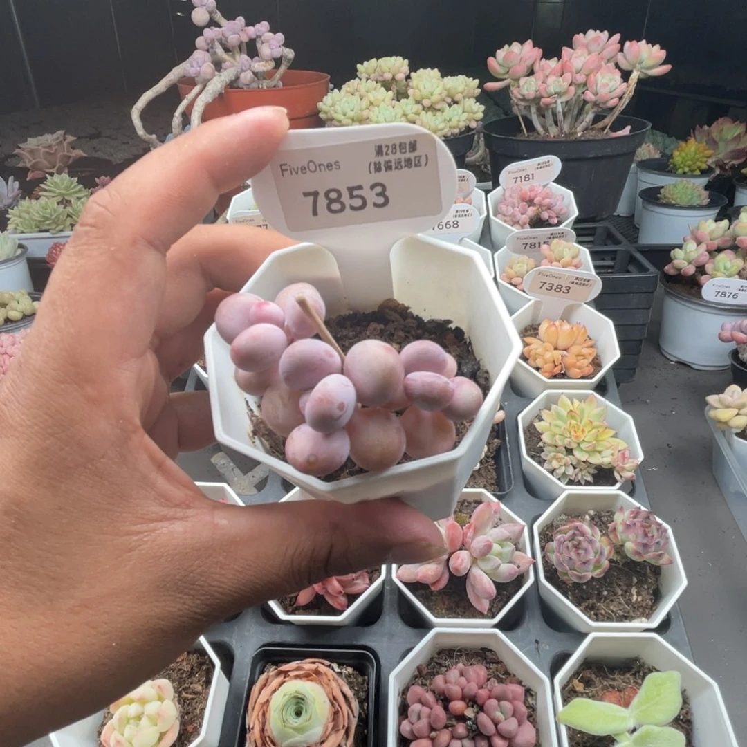 7853桃蛋4.5厘米