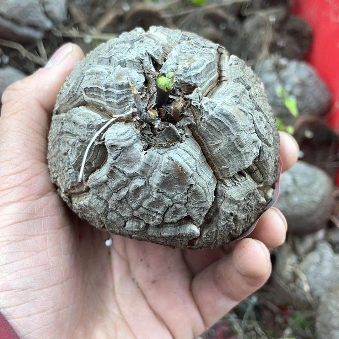 龟甲龙一物一拍1969号8.2cm