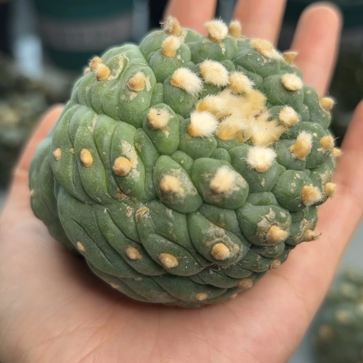 817 可帮发根可发货