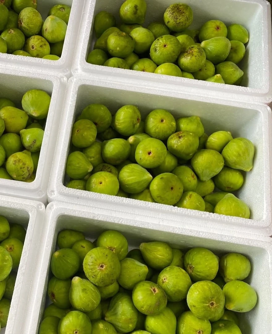 无花果鲜果顺丰隔日达威海青皮无花果正宗鲜无花果青皮无花果