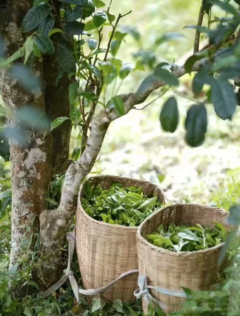 冰岛老寨54号2025年中树纯料生茶