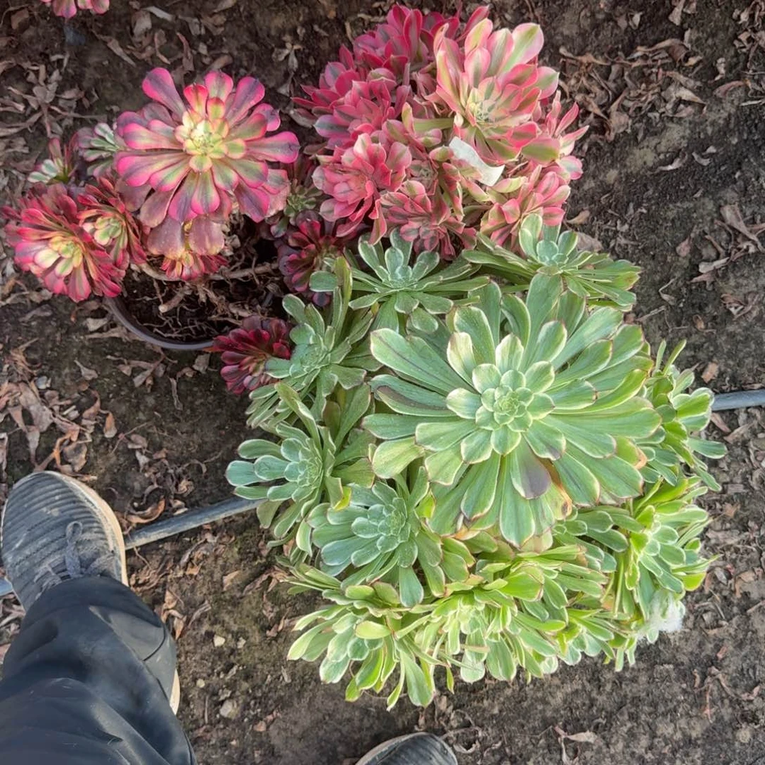 法师3颗6309 19-27