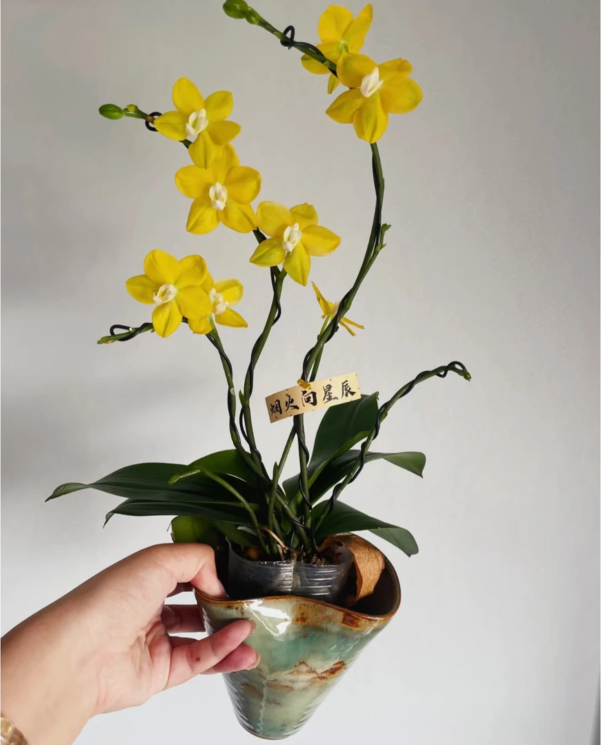 【单株吉祥如意蝴蝶兰】带花苞带花