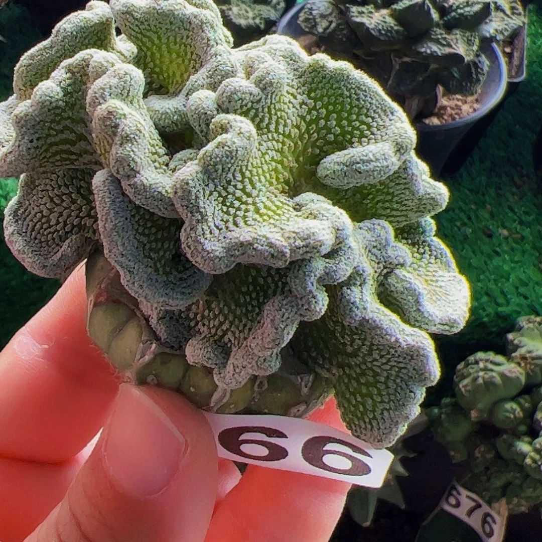 无花朵福利精巧丸缀化966