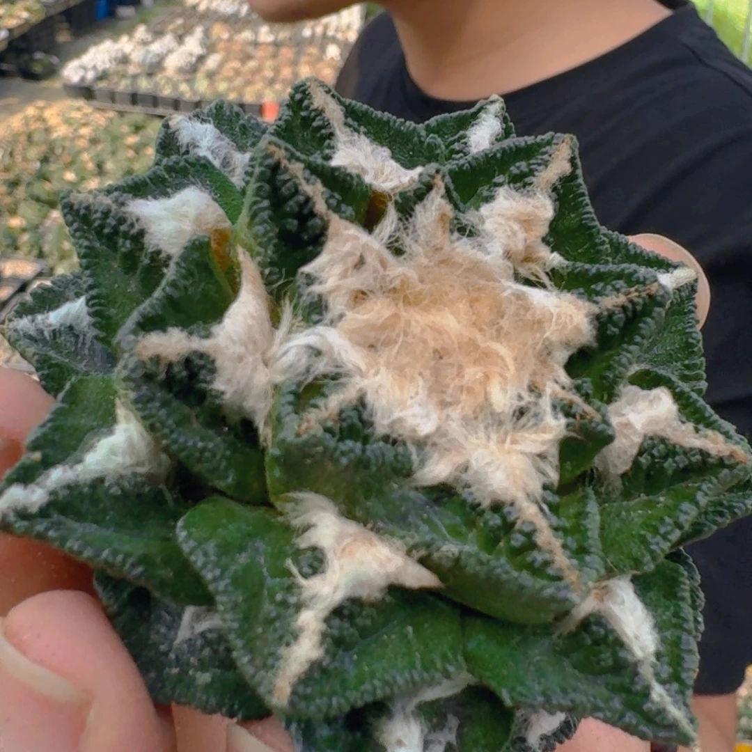 仙人球开花一个开播价