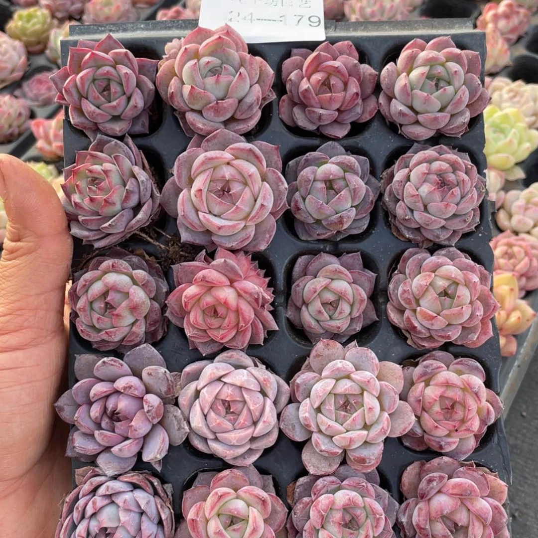 一物一拍20颗小苗24-179