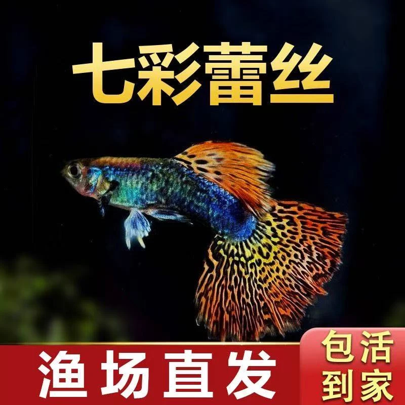 七彩蕾丝孔雀鱼可繁殖种鱼成鱼胎生鱼斑马鱼天使鱼观赏鱼热带鱼