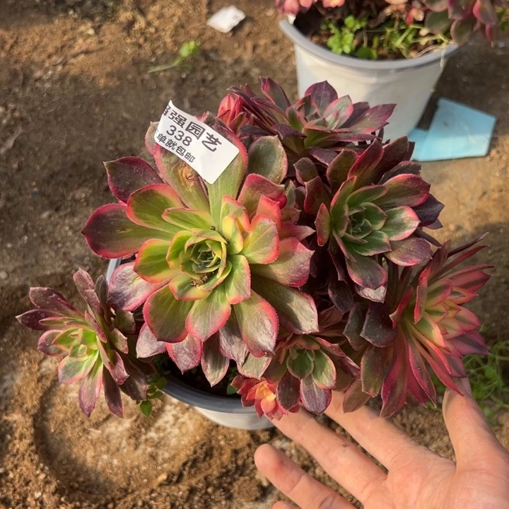 黑魔锦多肉植物法师338