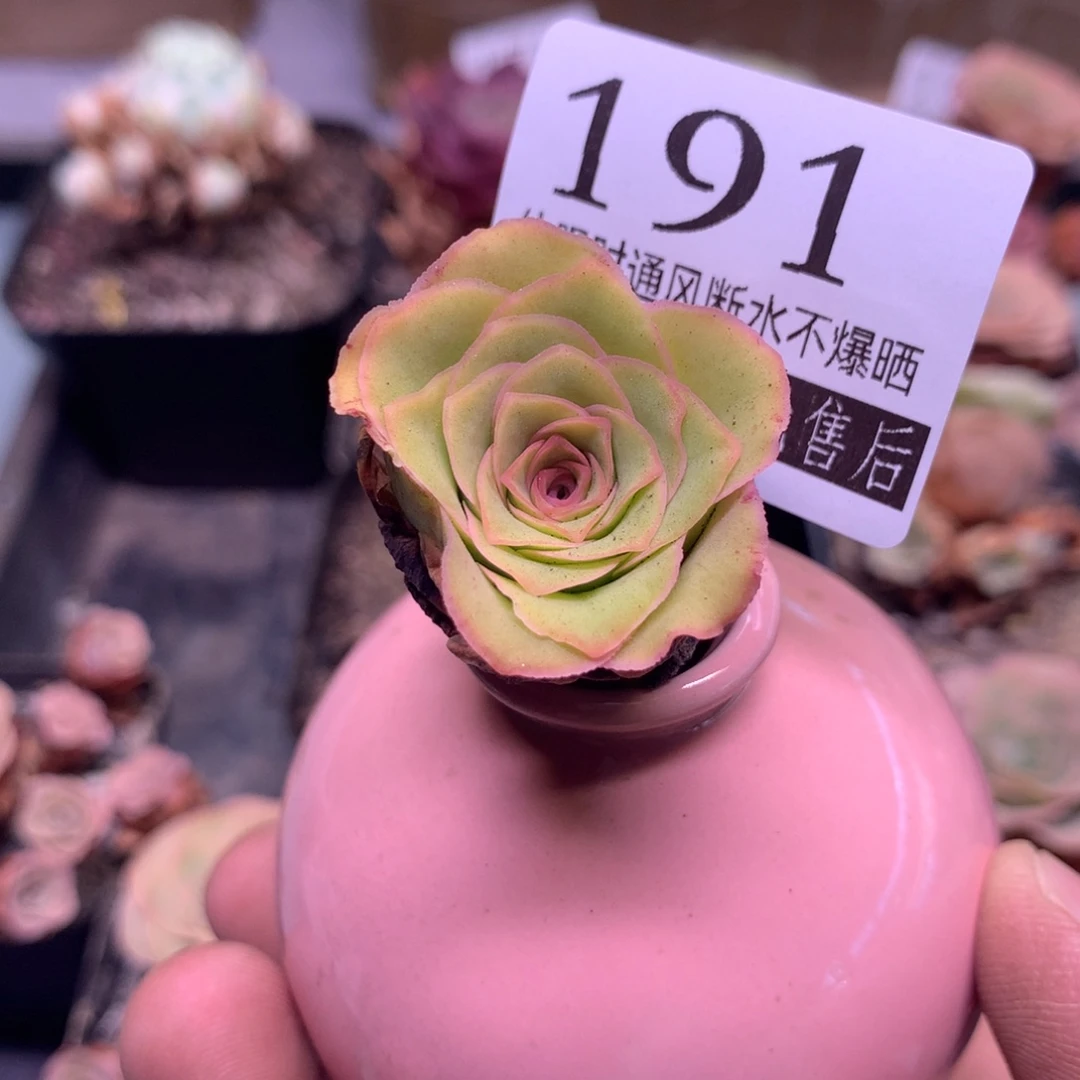 秋红叶191一一一一