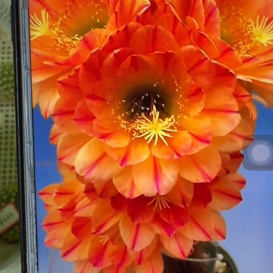 火焰魔术侧芽5公分毛花柱