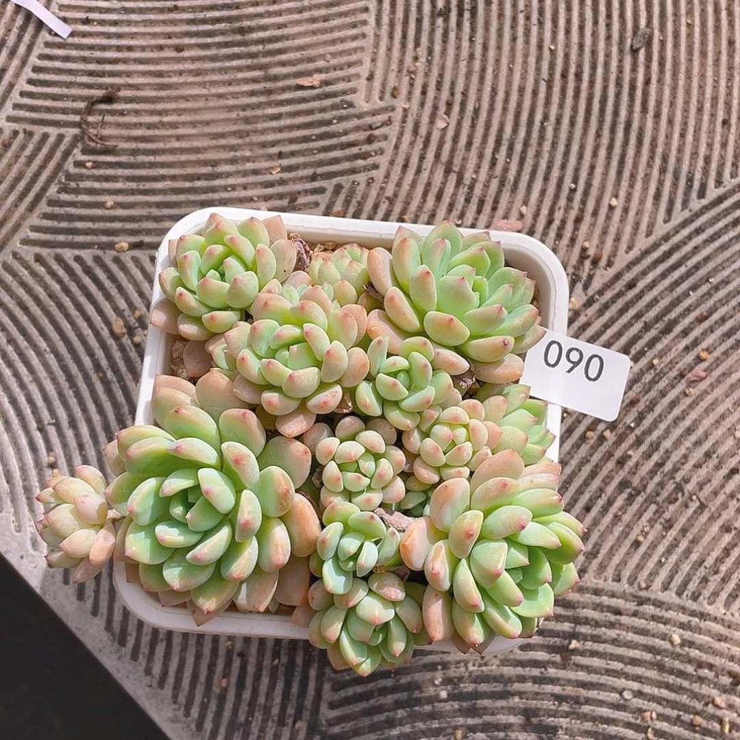90。花满楼。