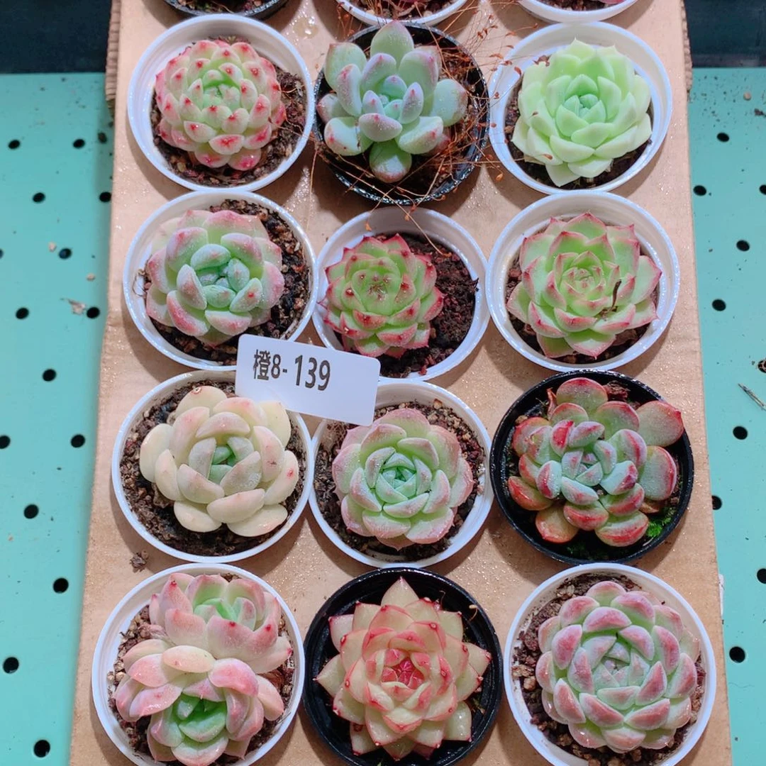 8-139一物一拍带盆18颗