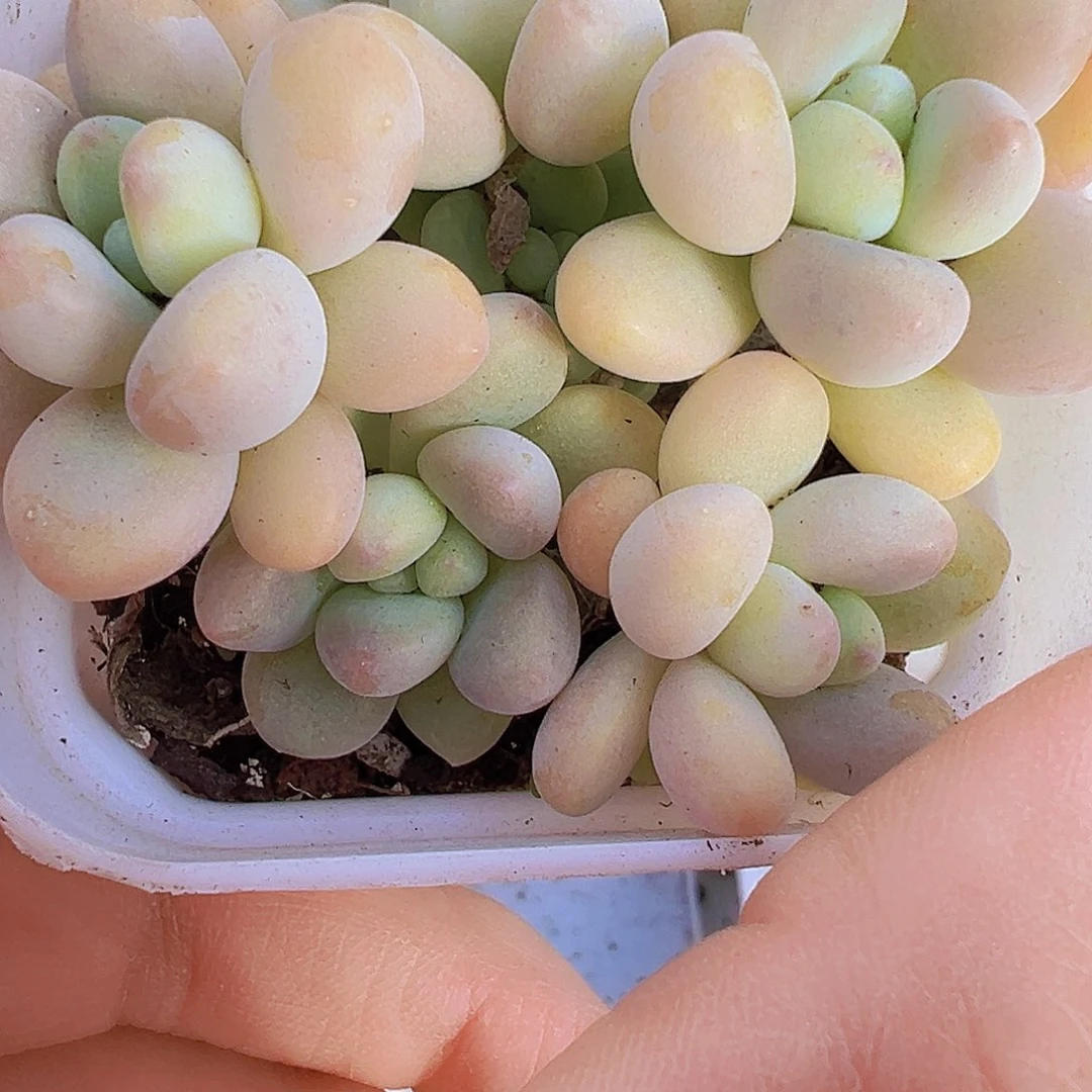 5头起蛋糕奶酪19包邮多肉