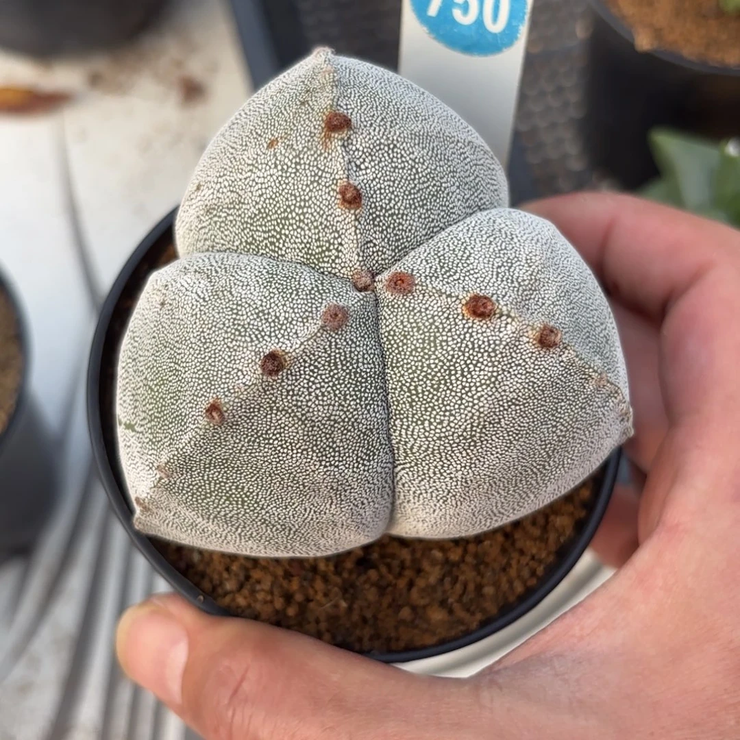 750实生三角鸾凤玉带盆带土发货